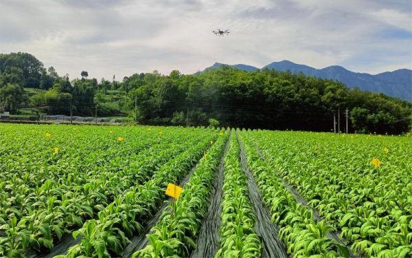 实配网配资 绿色防控筑屏障 烟田生态谱新篇